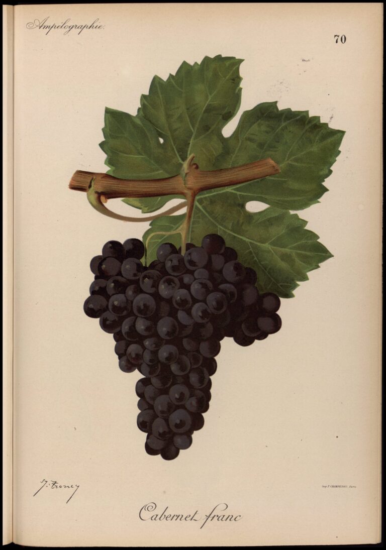 Botanical illustration of Cabernet Franc grape clusters and vine leaves