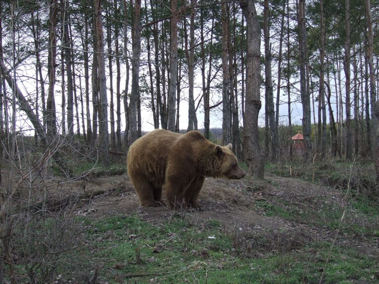 A brown bear at the Veresegyhaz bear sanctuary