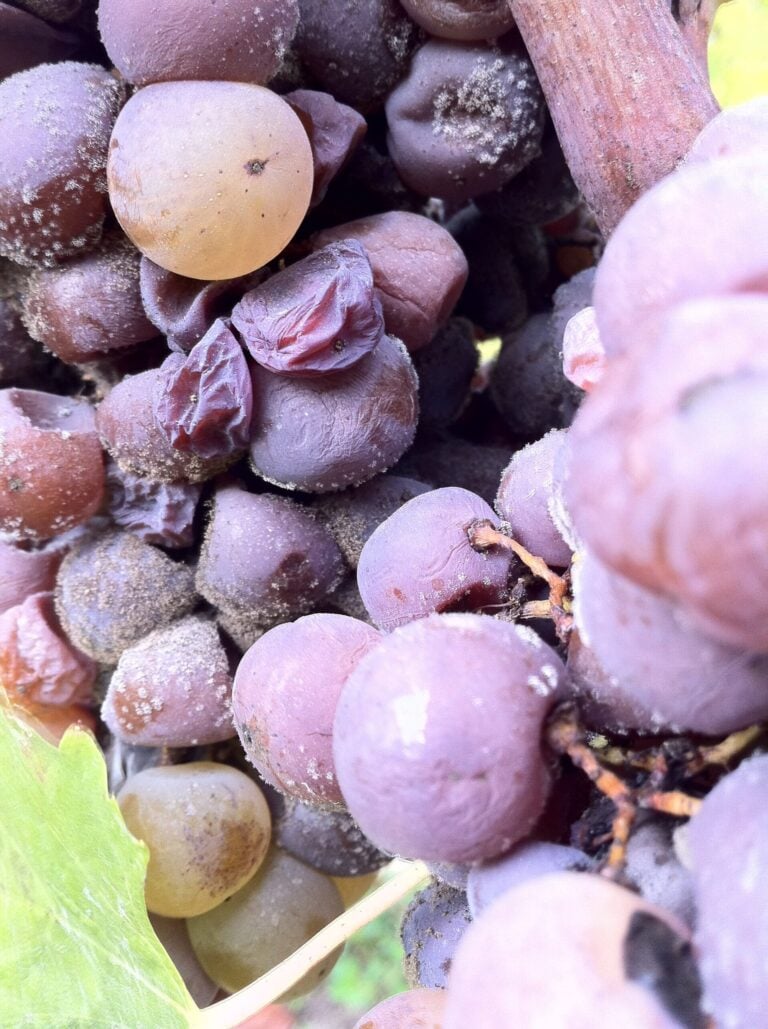 Close-up of botrytis noble rot grapes on the vine