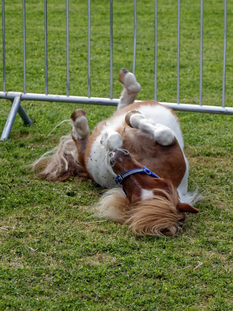 A Shetland pony