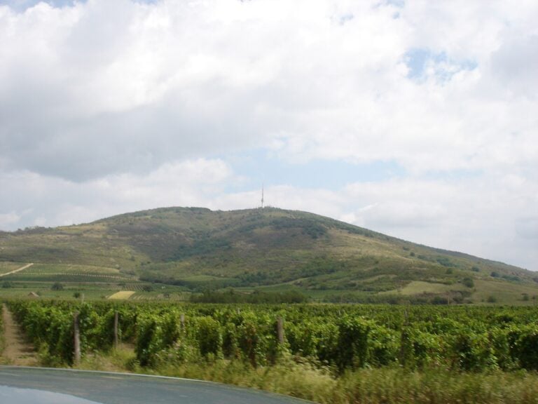 Vineyards on the hills above Tokaj, Hungary